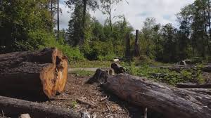  Childress, TX Tree Care Pros