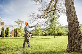 How Our Tree Care Process Works  in  Childress, TX